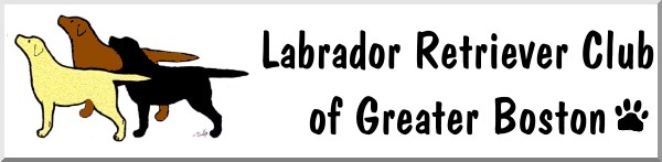 Rescuing and Adopting Labrador Retrievers